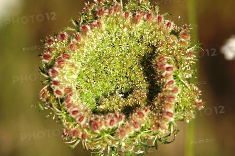 Wild carrot, summer, Saxony, Germany, Europe