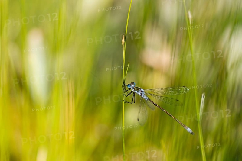 Blue-tailed damselfly (Ischnura elegans) on a stalk, Isojärvi National Park, Finland, Europe