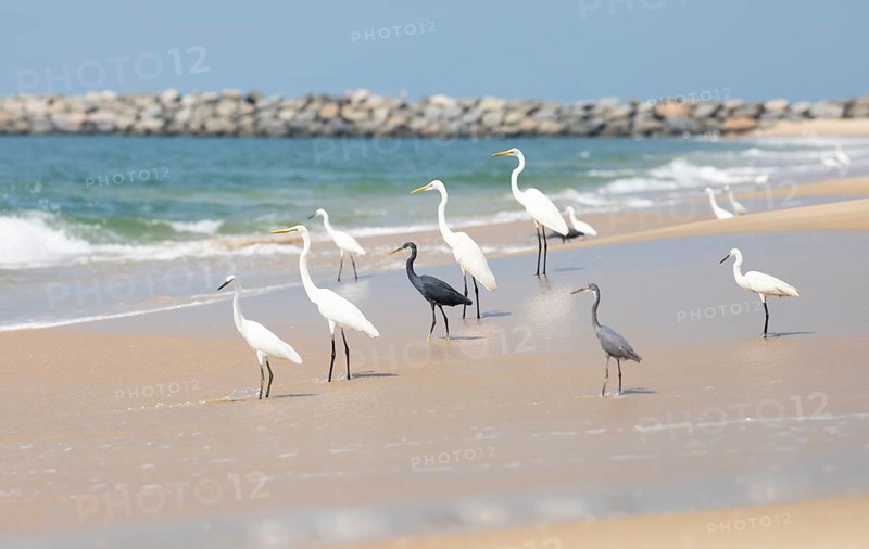 Great egret (Ardea alba, syn.: Casmerodius albus, Egretta alba) and Western reef heron (Egretta gularis) at Marari Beach or Strand, Mararikulam, Alappuzha district, Kerala, India, Asia