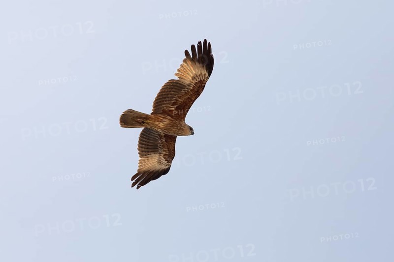 Brahminy kite (Haliastur indus) or Brahminy kite or Red-backed White-tailed eagle flying in the blue sky, Marari Beach or beach, Mararikulam, Alappuzha district, Kerala, India, Asia