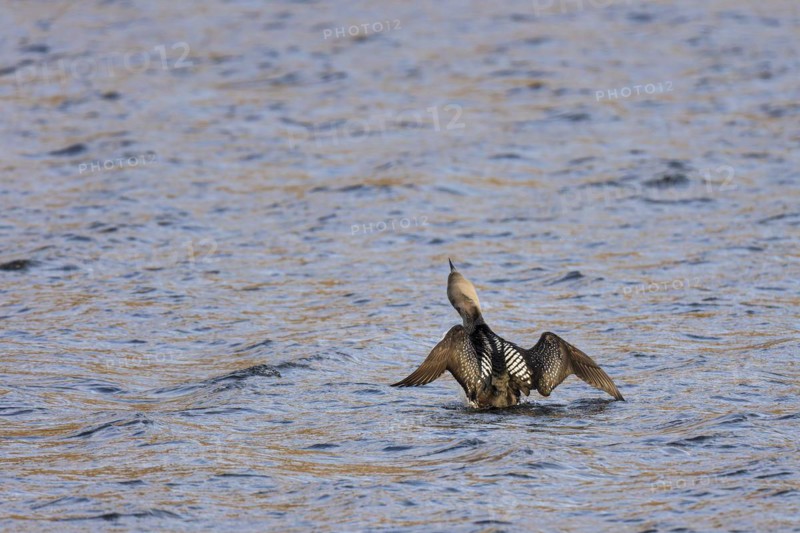 Black-throated loon (Gavia arctica), adult bird with spread wings rising from the water, Varanger, Finnmark, Norway, Europe