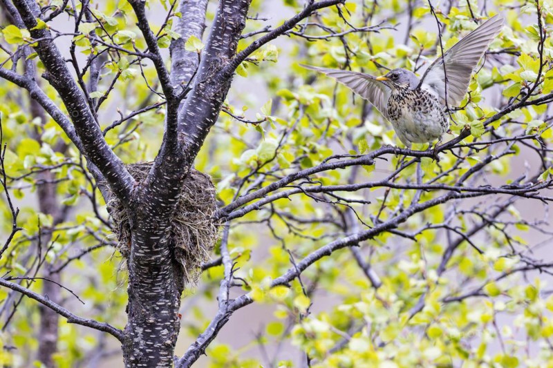 Fieldfare (Turdus pilaris), adult bird with outstretched wings at the nest, Varanger, Finnmark, Norway, Europe
