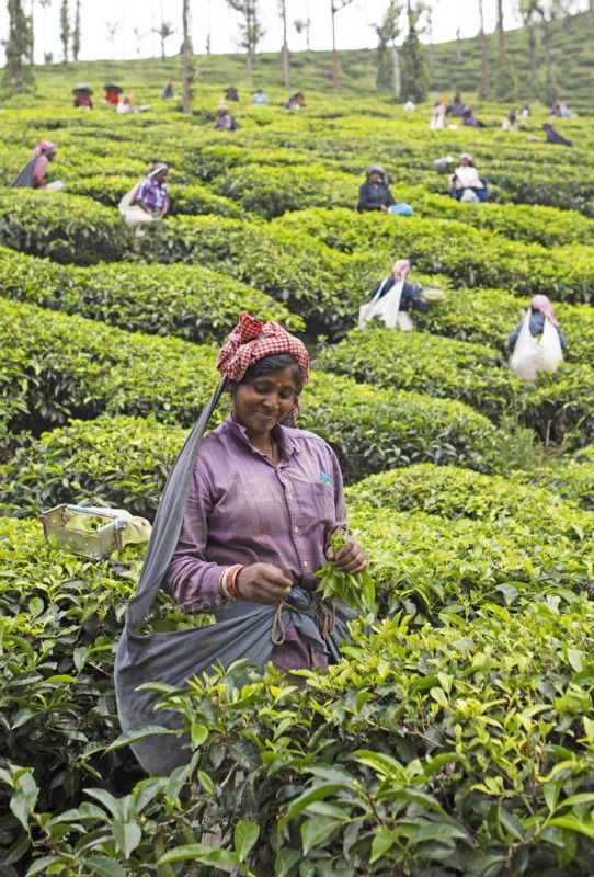 Indian tea picker on a tea plantation, Thekkady, Kerala, India, Asia