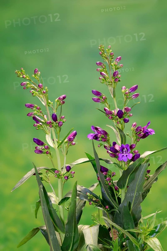 Upright bearded thread (Penstemon strictus), flower, flowering, Germany, Europe