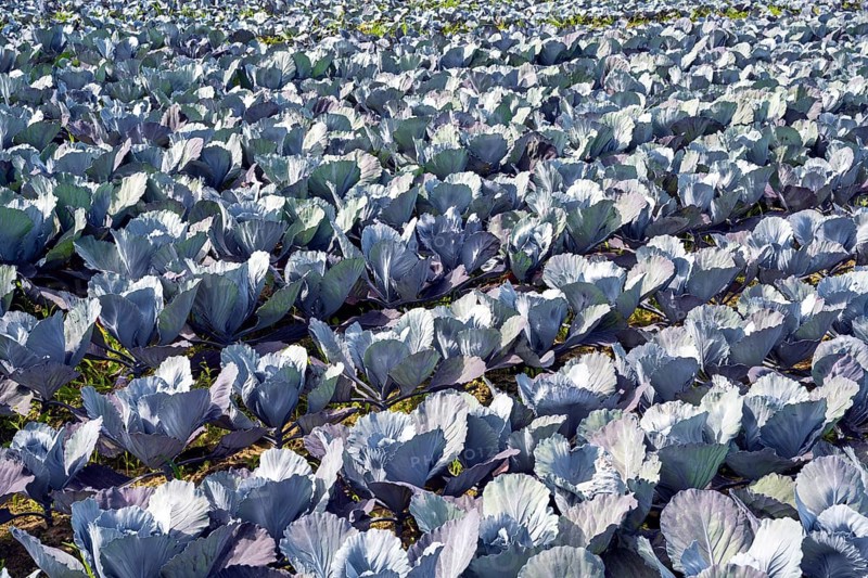 Red cabbage, red cabbage, blue cabbage, blue cabbage, winter vegetables growing in a field, Hegau, Baden-Württemberg, Germany, Europe