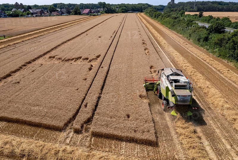 Agriculture, grain harvest, wheat, combine harvester harvesting in a wheat field, near Niederkrüchten, North Rhine-Westphalia, Germany, Europe