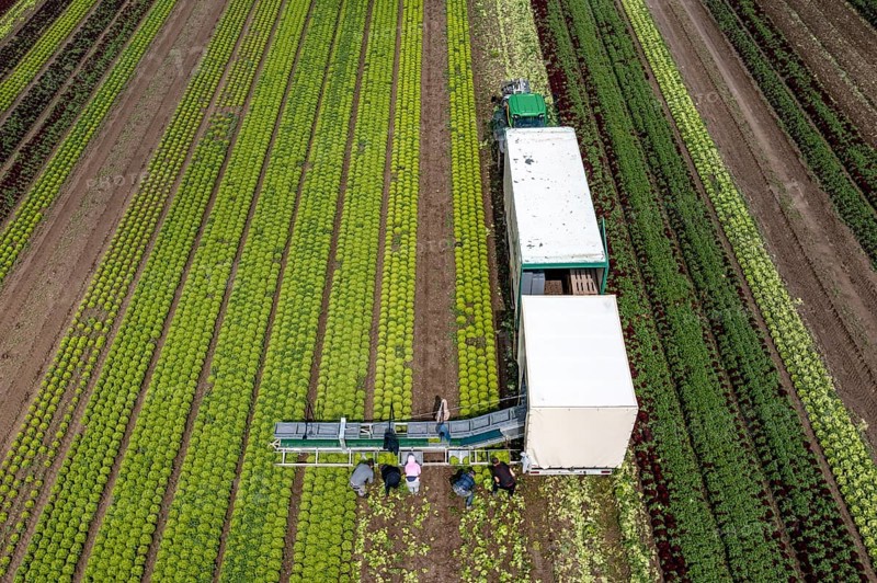 Harvesting Lollo Bianco lettuce, harvest workers cut off the lettuce heads, clean them and put them in boxes, they are washed in the trailer and packed for the customers, North Rhine-Westphalia, Germany, Europe