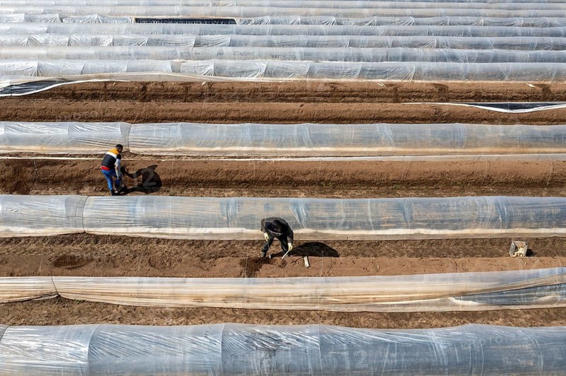 Asparagus harvest in the Rhineland, asparagus pickers at work in an asparagus field covered with plastic sheeting to allow the asparagus to grow better in the cold spring, Dormagen-Broich, North Rhine-Westphalia, Germany, Europe