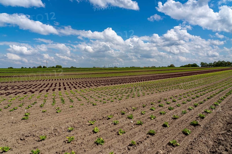 Agriculture, lettuce growing in a field, Lollo Bionda and Lollo Rossa, in long rows of plants, at different stages of growth, North Rhine-Westphalia, Germany, Europe