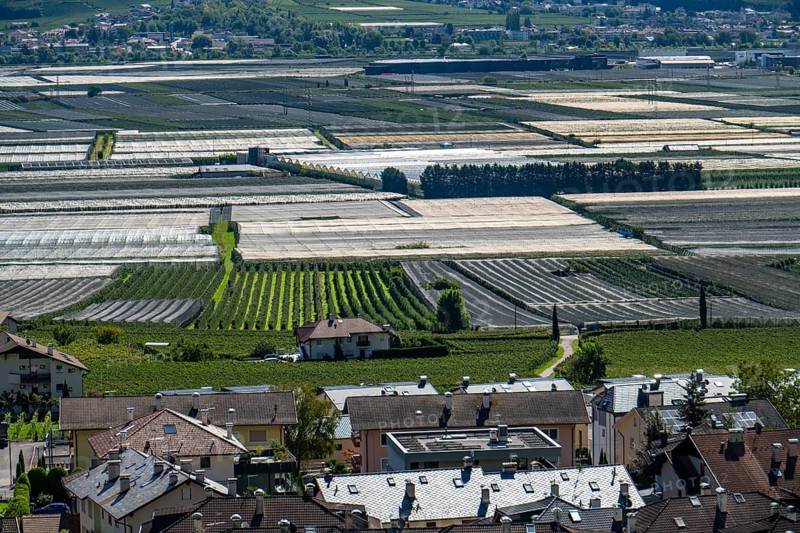 Apple-growing area and wine-growing, in the Adige Valley, South Tyrol, large areas under cultivation, in South Tyrol over 18, 400 hectares, cultivated by over 7000 fruit growers, during the harvest season, Italy, Europe