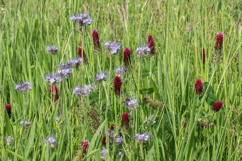 Incarnate clover (Trifolium incarnatum) and scorpion-weed (Phacelia), Emsland, Lower Saxony, Germany, Europe