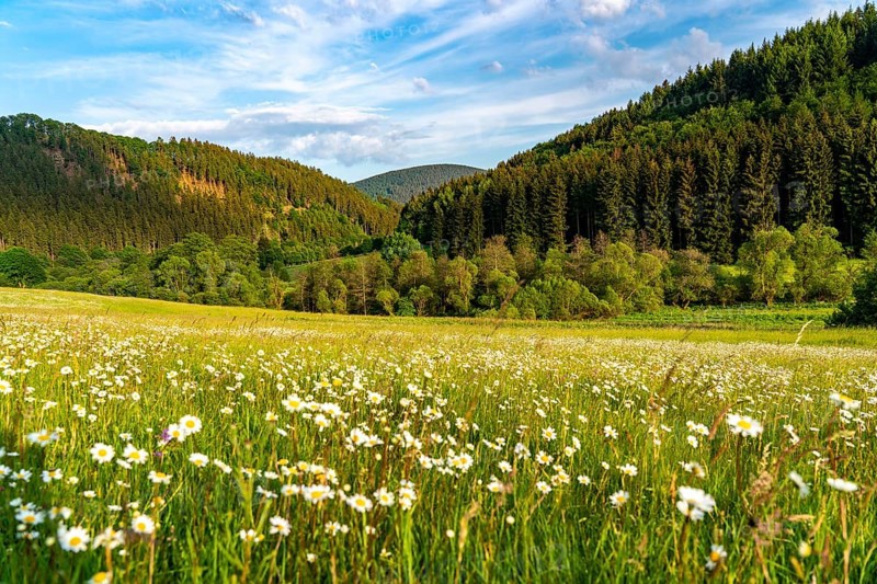 In the nature reserve Unteres Helletal, near Elkeringhausen, district of Winterberg, Hochsauerlandkreis, landscape in Sauerland, North Rhine-Westphalia, Germany, Europe