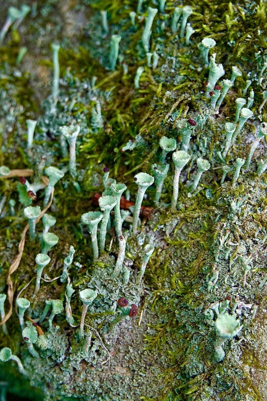 Cup lichen (Cladonia fimbriata), July, Saxony, Germany, Europe