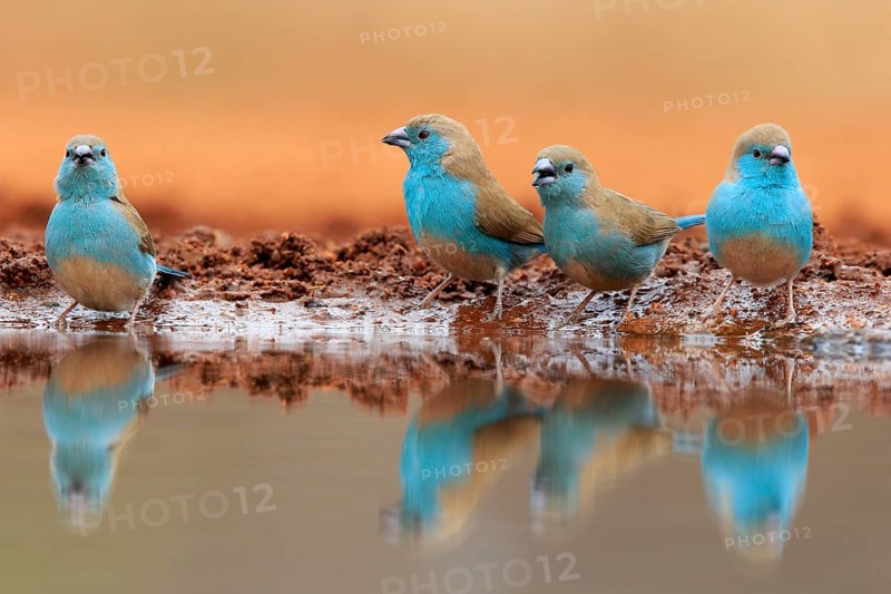 Blue-winged Oriole (Uraeginthus angolensis), Angola Butterfly Finch, adult, at the water, group, drinking, Kruger National Park, Kruger National Park, Krugerpark, South Africa, Africa