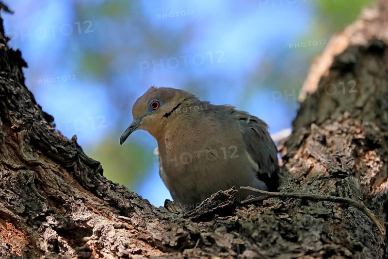White-winged dove (Zenaida asiatica), adult, sitting on tree, Sonoran Desert, Arizona, North America, USA, North America