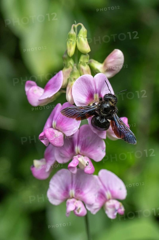 Violet carpenter bee (Xylocopa violacea) on broad-leaved pea (Lathyrus latifolius), Rhineland-Palatinate, Germany, Europe