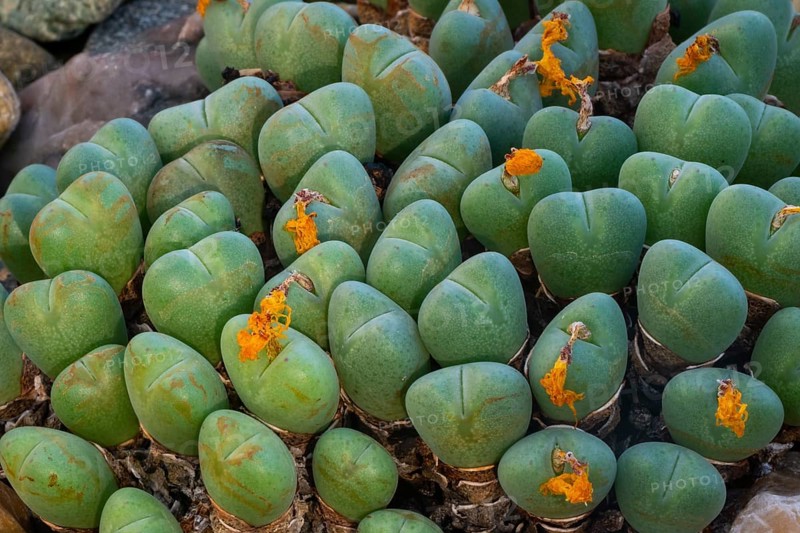 (Conophytum bilobum) Living stone, noonday flower, South Africa, Africa