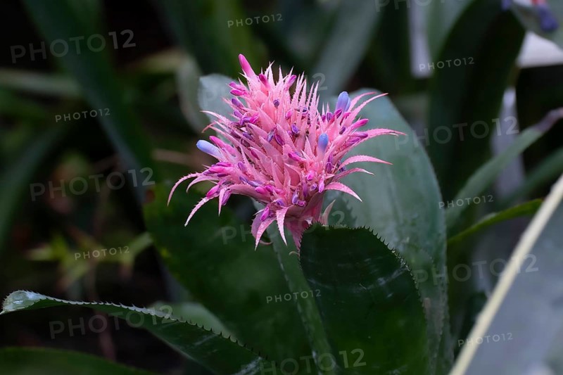 Banded silver vase (Aechmea fasciata), Brazil, South America