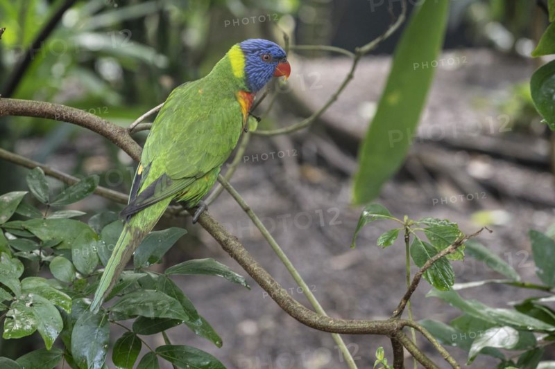 Rainbow lorikeet (Trichoglossus moluccanus), Emmen Zoo, Netherlands