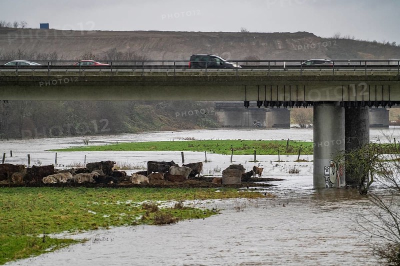 Herd of cattle crowded by the flood on the Ruhr, after days of heavy rainfall the Ruhr is flooding, warning level 2 of 3, here areas below the A40 motorway between Duisburg, Mülheim and Oberhausen, North Rhine-Westphalia, Germany, Europe