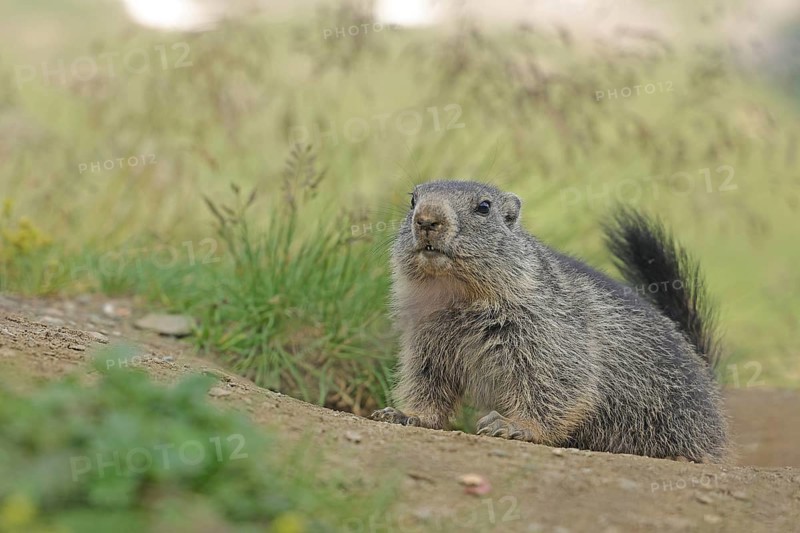 Marmot (Marmota), Grossglockner High Alpine Road, Salzburger Land, Austria, Europe