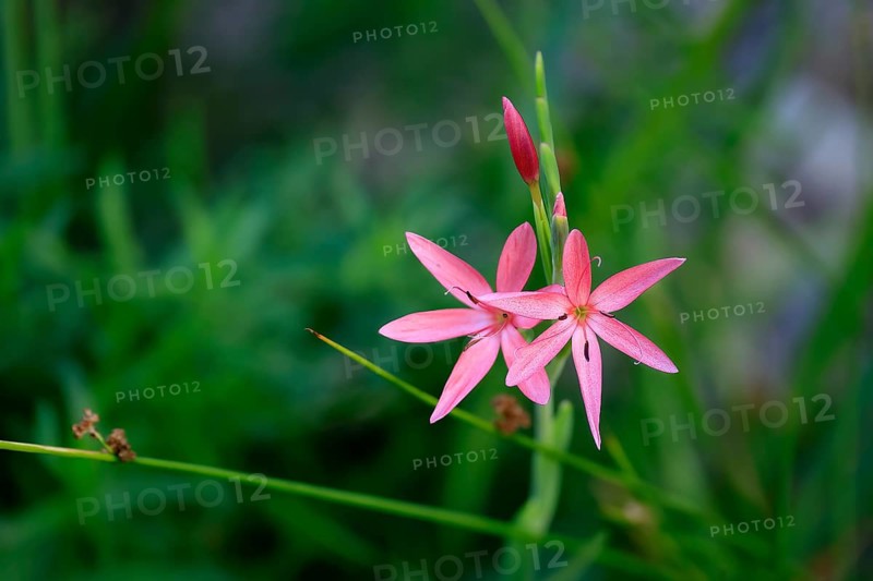 River lily (Hesperantha coccinea), flowering, blooming, at a pond, Elllerstadt, Germany, Europe