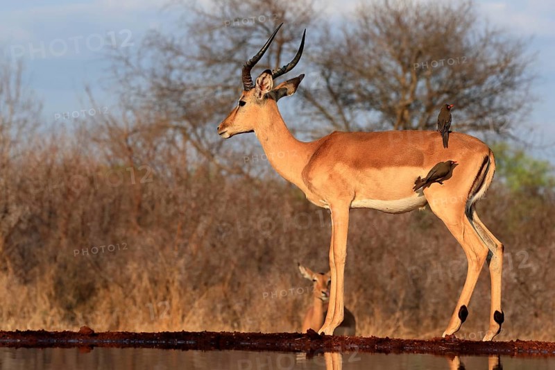 Black heeler antelope (Aepyceros melampus), adult, male, at the water, with red-billed oxpecker (Buphagus erythrorhynchus), symbiosis, Kruger National Park, Kruger National Park, Kruger National Park South Africa