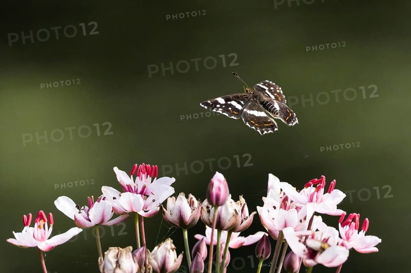 A map butterfly (Araschnia levana), summer generation, with outspread wings, flying over pink and white flowers against a greenish background, Hesse, Germany, Europe