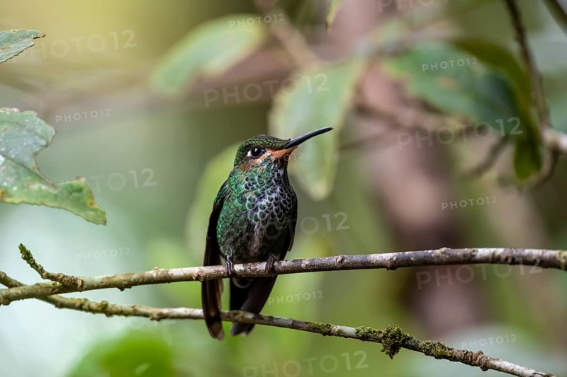 Green-crowned brilliant (Heliodoxa jacula), sitting on a branch, Monteverde Cloud Forest, Monte Verde, Costa Rica, Central America