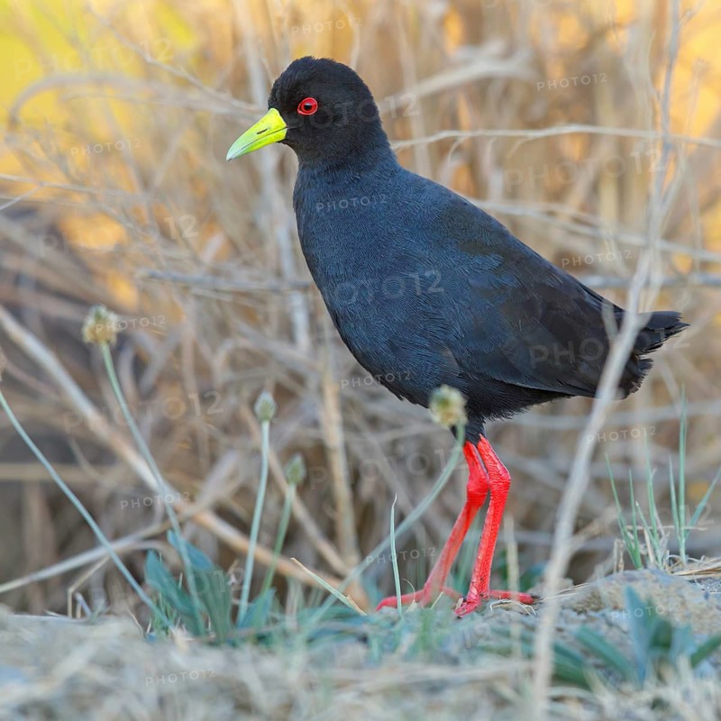 Black Crake (Amaurornis flavirostra), (Amaurornis flavirostris), Midmar Nature Reserve, Howick, KwaZulu-Natal, South Africa, Africa