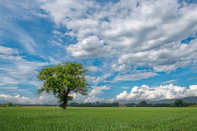 Standing alone tree in the field between Rinteln and Eisbergen Porta Westfalica Germany