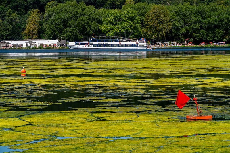 Green carpet of plants on Lake Baldeney in Essen, proliferating aquatic plant Elodea, waterweed, an invasive species, the fast-growing aquatic plant proliferates on large parts of the Ruhr reservoir, increased water temperatures accelerate growth, leisure boat traffic is severely impaired, White Fleet passenger ship, the navigation channel is kept clear, Essen, North Rhine-Westphalia, Germany, Europe