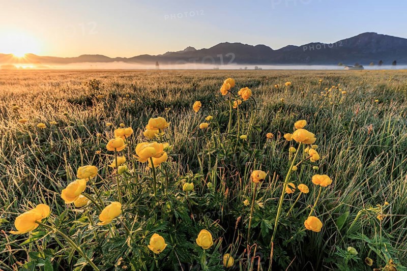 Globeflowers (Trollius europaeus) at sunrise in a meadow in front of mountains, atmospheric, Loisach-Lake Kochel-Moore, Bavaria, Germany, Europe