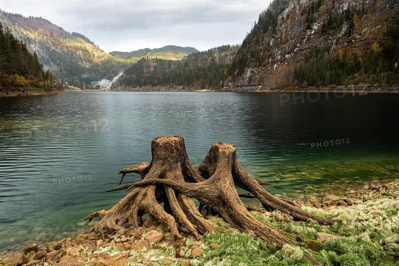 The Vordere Gosausee in autumn with a view of the Gasthof Gosausee. Two uprooted tree stumps in the foreground. Cloudy sky and sunny spot. Vorderer Gosausee, Gosau, Gosau Valley, Salzkammergut, Upper Austria, Austria, Europe