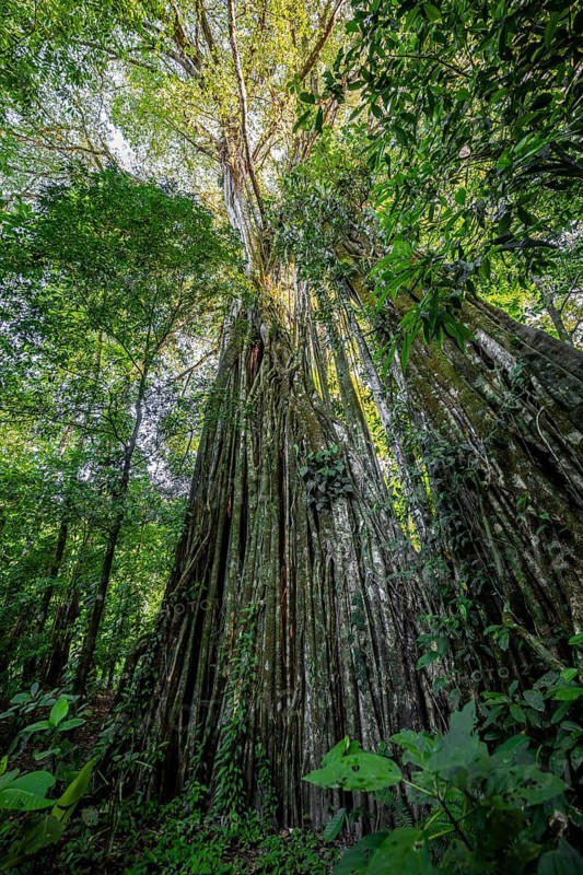 Giant strangler fig (Ficus americana), in the rainforest, Corcovado National Park, Osa, Puntarena Province, Costa Rica, Central America