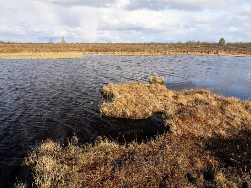 Marsh landscape with Hairy Birch (Betula pubescens) and Pine trees (Pinus sylvestris), May, Finnish Lapland