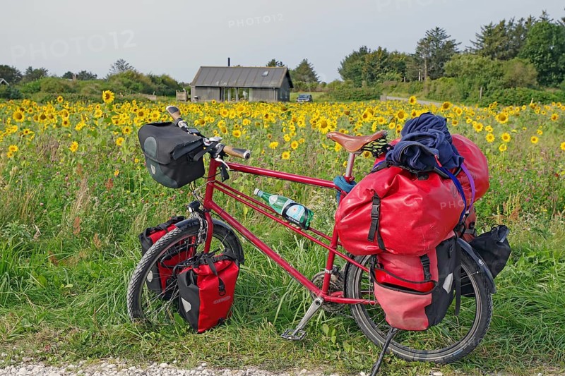 A loaded bicycle stands in front of a field of sunflowers with a hut in the background, Cycling holidays, Hirthals, Jutland, Denmark, Europe