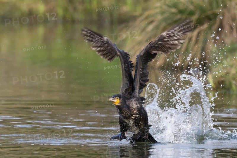 A cormorant spreads its wings as it rises dynamically from the water, Hesse, Germany, Europe