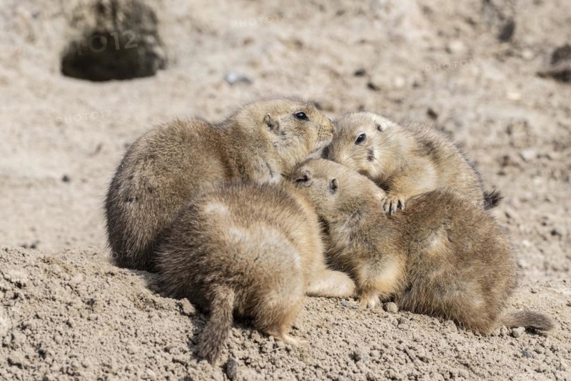 Prairie dogs (Cynomys ludovicianus), Emmen Zoo, Netherlands