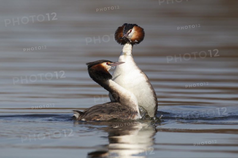 Great crested grebe (Podiceps cristatus) two adult birds performing a weed dance as part of their courtship display on a lake, Norfolk, England, United Kingdom, Europe