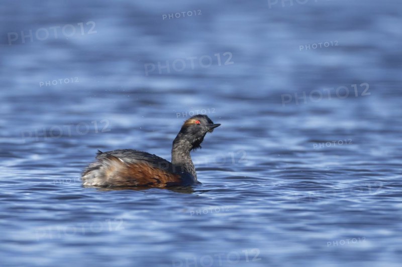 Black necked grebe (Podiceps nigricollis) adult bird in breeding plumage shaking water off its head on a lake, Yorkshire, England, United Kingdom, Europe