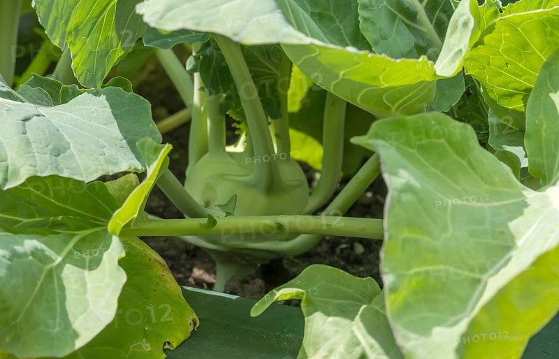 Kohlrabi (Brassica oleracea var. gongylodes) in the vegetable patch, Germany, Europe