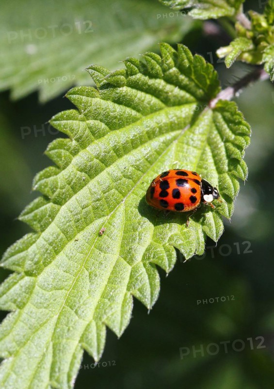Asian lady beetle (Harmonia axyridis), multicoloured or harlequin ladybird on leaf, North Rhine-Westphalia, Germany, Europe