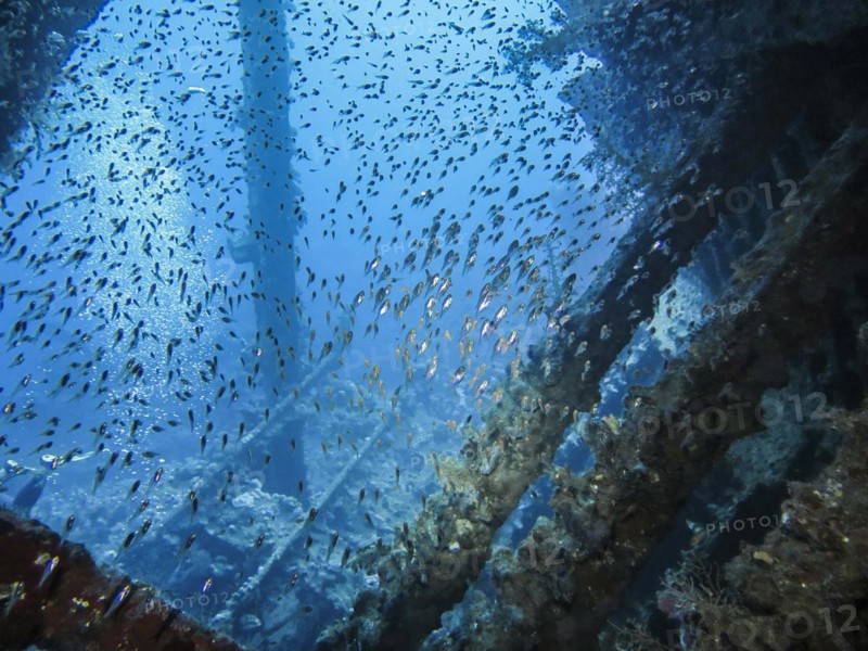 School of glassfish in the wreck of the Carnatic, Red Sea, Egypt, Africa