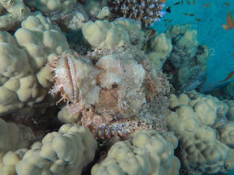 Portrait of fringed scorpionfish (Scorpaenopsis oxycephala), dive site House Reef, Mangrove Bay, El Quesir, Red Sea, Egypt, Africa