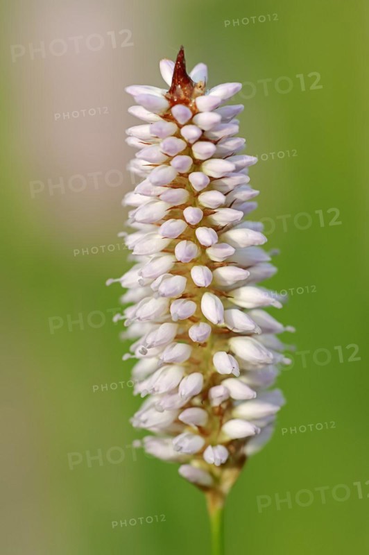 Meadow knotweed (Bistorta officinalis, Persicaria bistorta), inflorescence, North Rhine-Westphalia, Germany, Europe