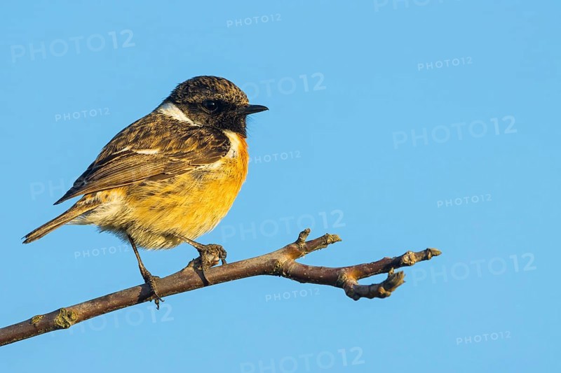 Stonechat, (Saxicola torquata), foraging, male, Wachenheim, Eich, Rhineland-Palatinate, Germany, Europe