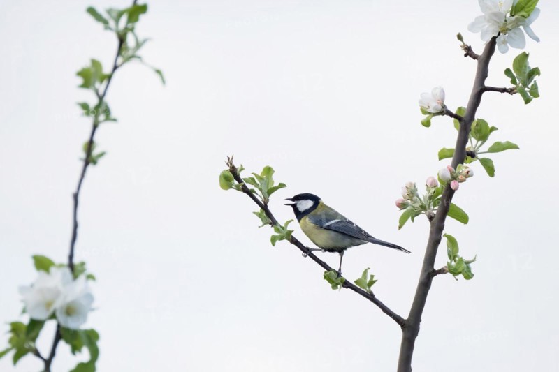 A great tit (Parus major) on a branch with white flowers against a clear background, Hesse, Germany, Europe