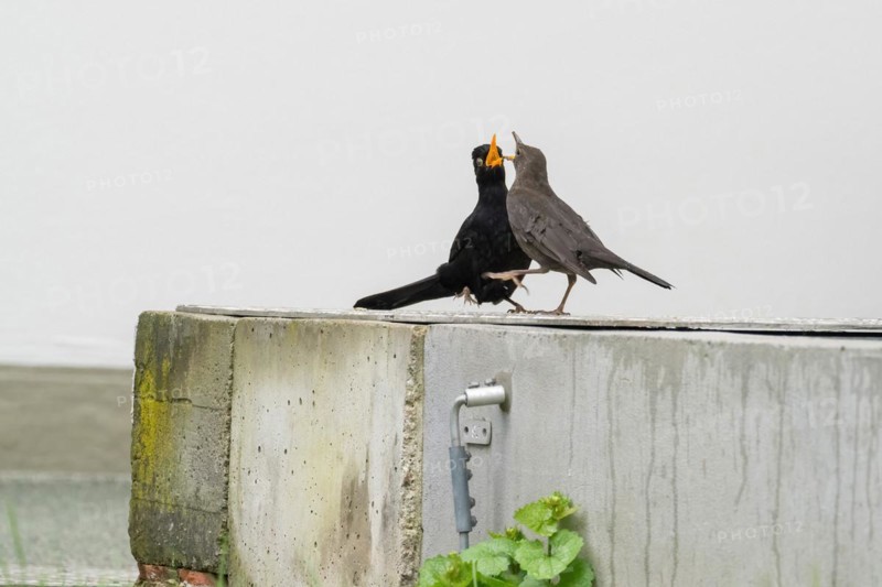 Two blackbirds (Turdus merula), pair, courtship on a concrete wall, courtship behaviour, Hesse, Germany, Europe