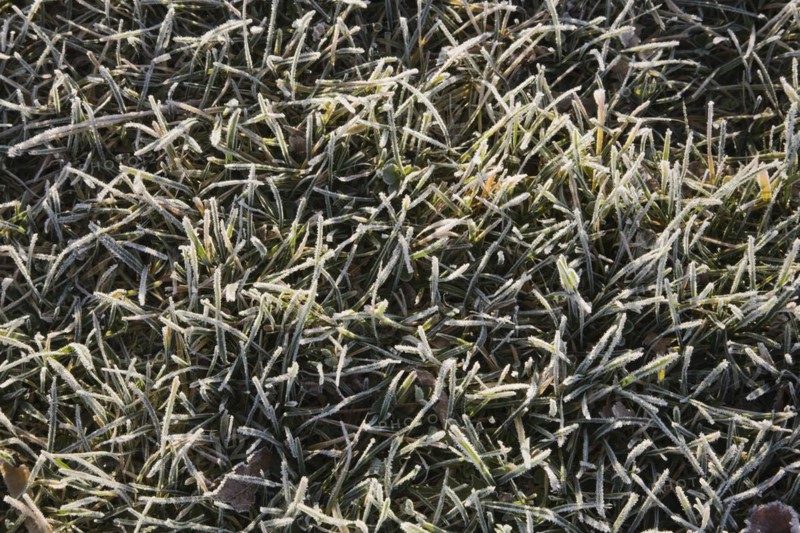 Close-up of frost and ice covered Poa pratensis, Kentucky Bluegrass lawn in early morning light in late autumn, Quebec, Canada, North America